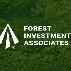 unveiling the world of forest investment discoveries and insights for savvy investors 1