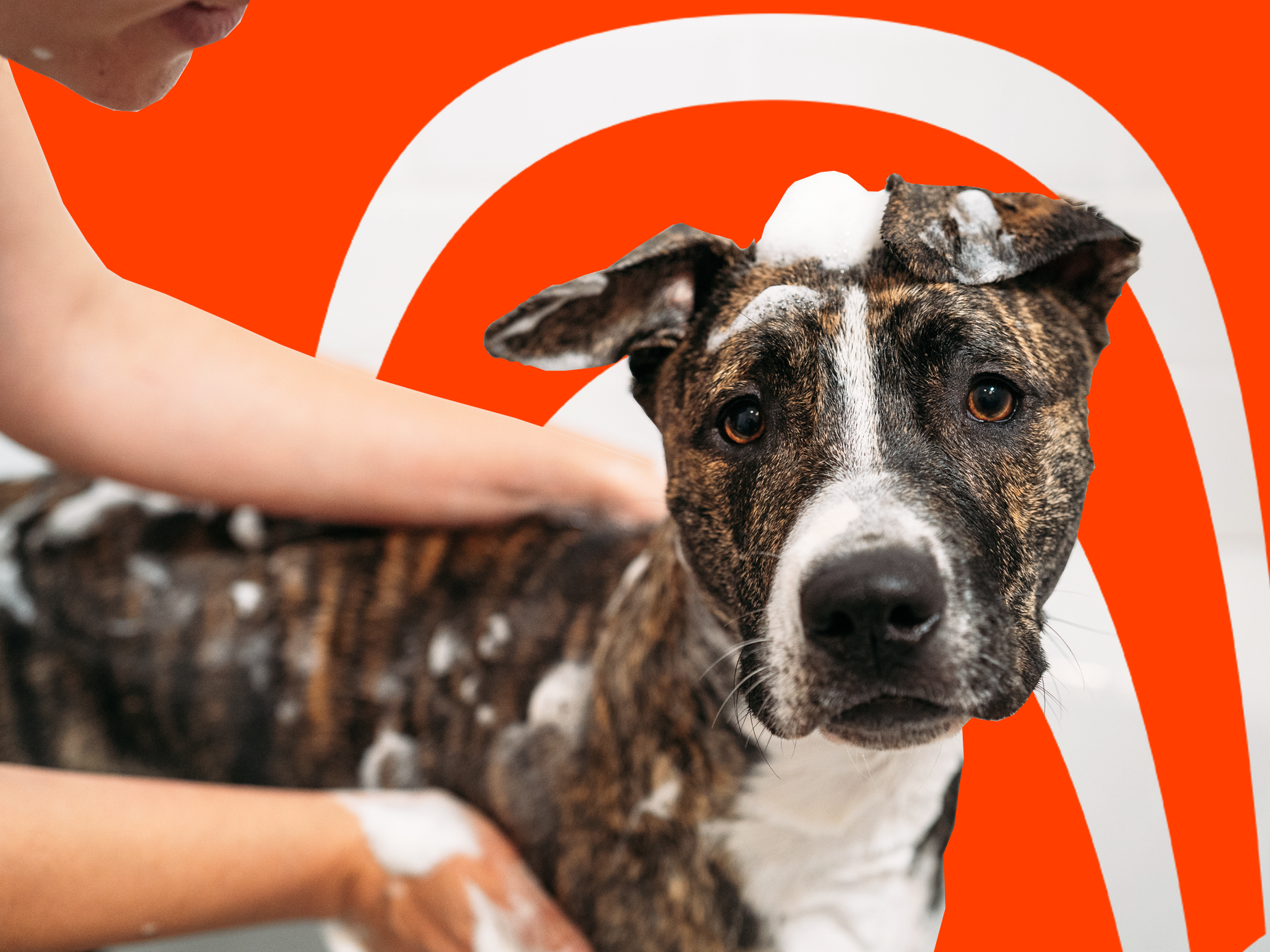 fetch pet insurance reddit