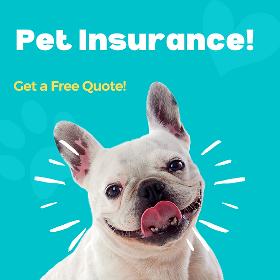french bulldog pet insurance