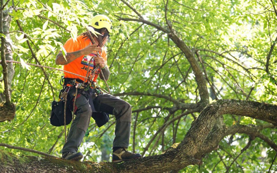 tree climbers guide the ultimate guide to tree climbing boots for comfort and safety